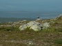 Ljungpipare